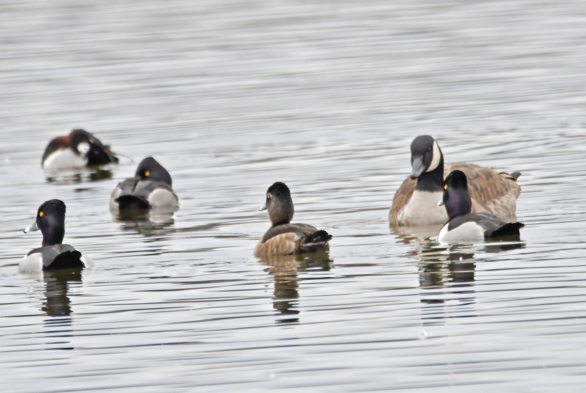 Ring-necked Duck - ML526992351