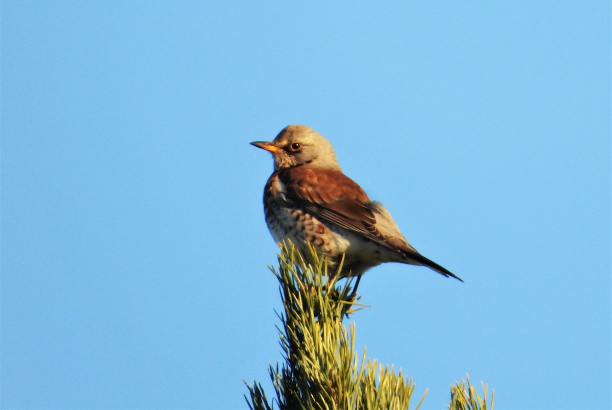 Fieldfare - ML526997381