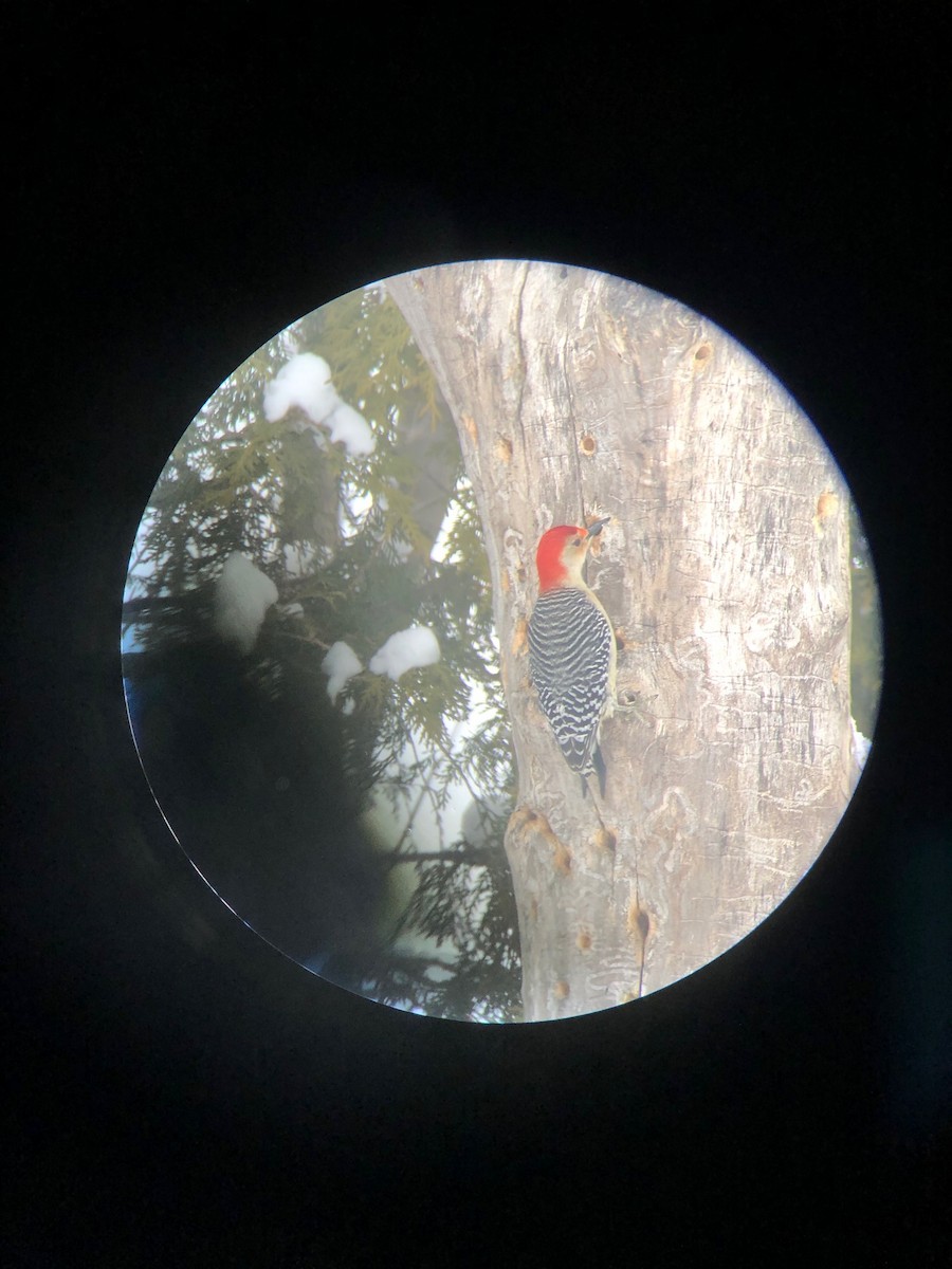 Red-bellied Woodpecker - ML526999711