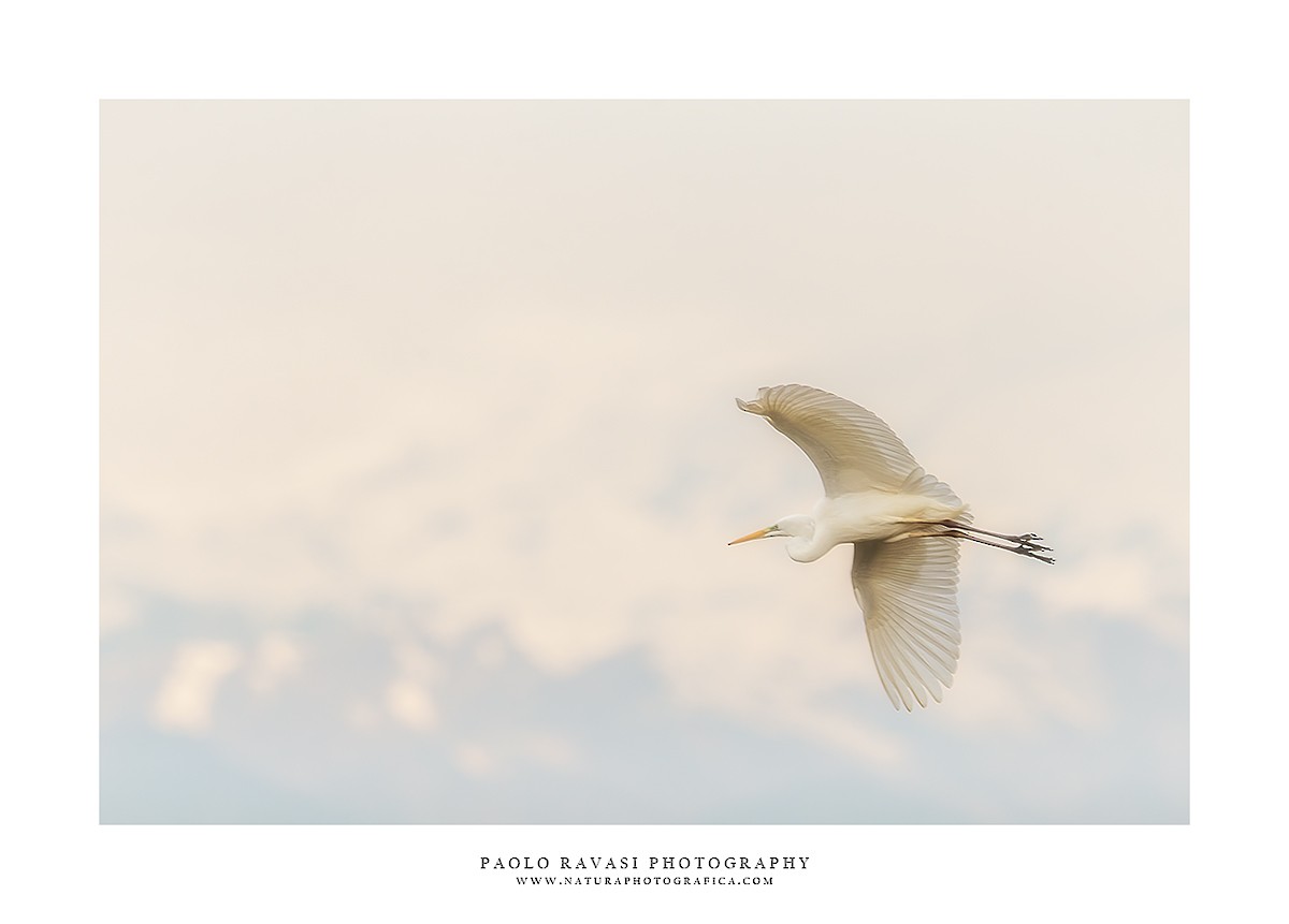 Great Egret - ML527001581