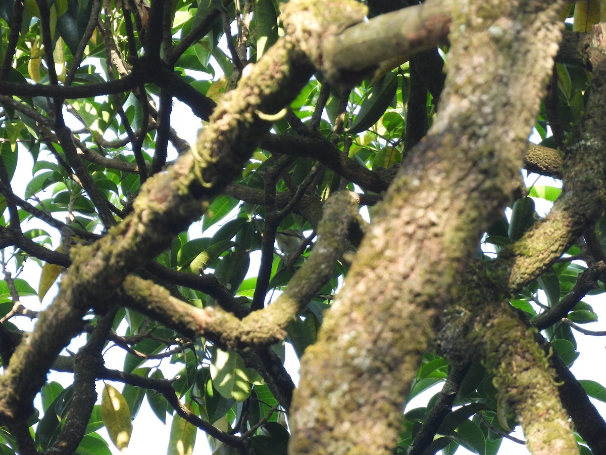 Yellow-browed Warbler - Kalyani Kapdi