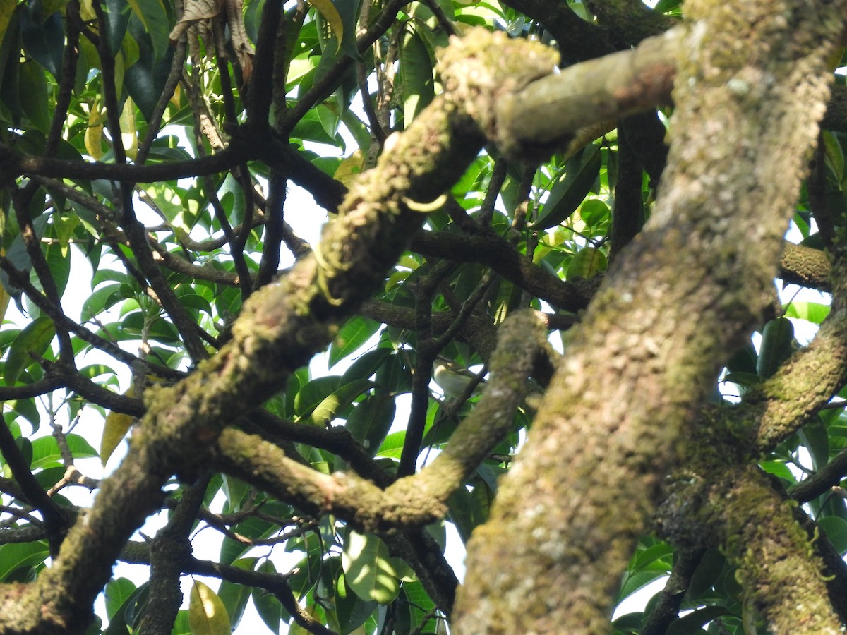 Yellow-browed Warbler - Kalyani Kapdi