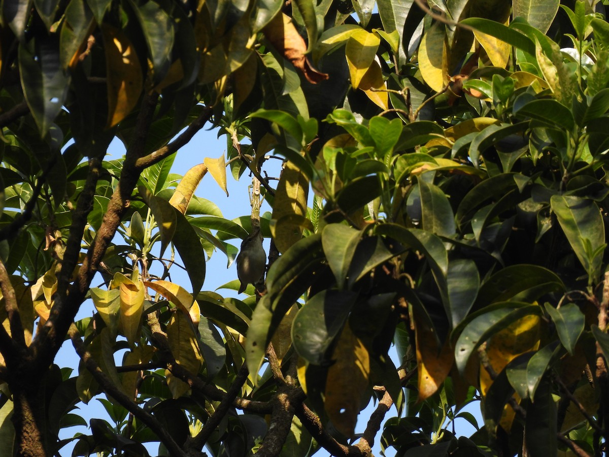 Yellow-browed Warbler - Kalyani Kapdi