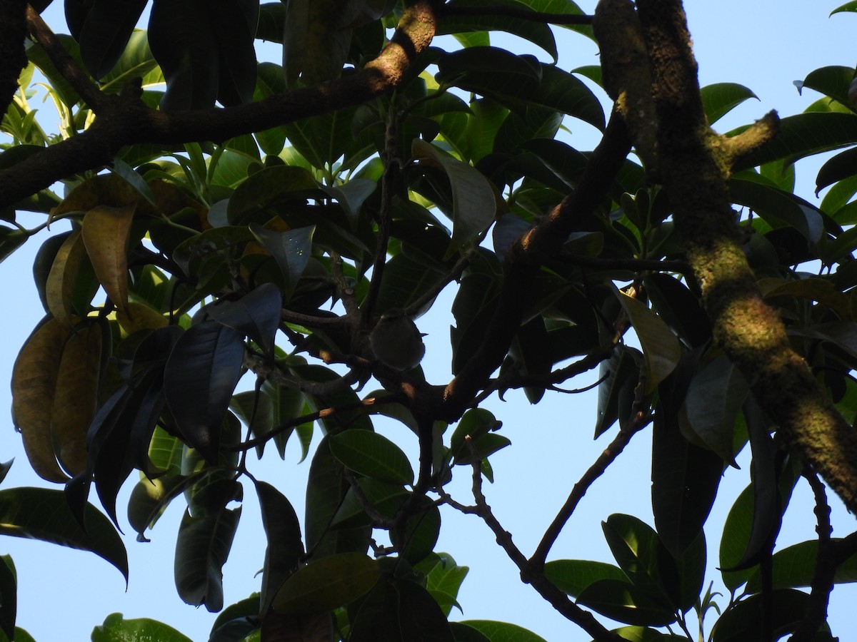 Yellow-browed Warbler - Kalyani Kapdi