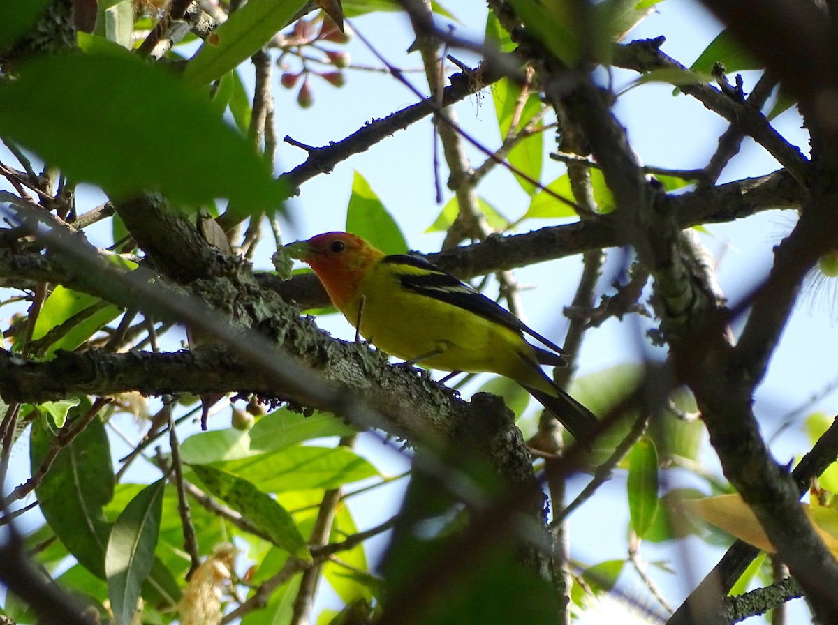 Western Tanager - Julio Acosta  ES Tour Guide