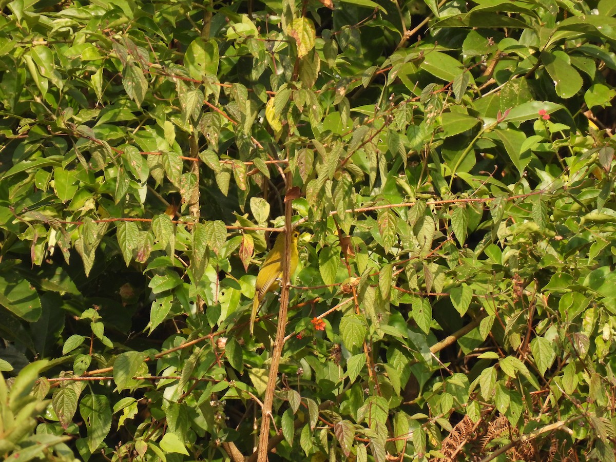 Yellow-browed Bulbul - Kalyani Kapdi