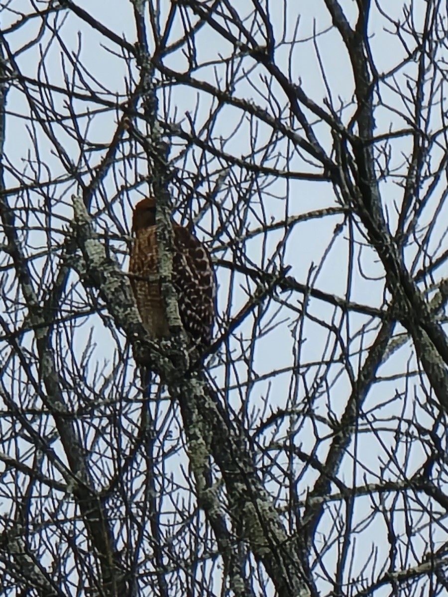 Red-shouldered Hawk - ML527002131