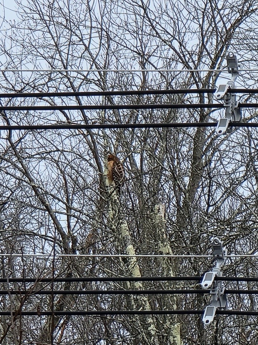 Red-shouldered Hawk - ML527002211