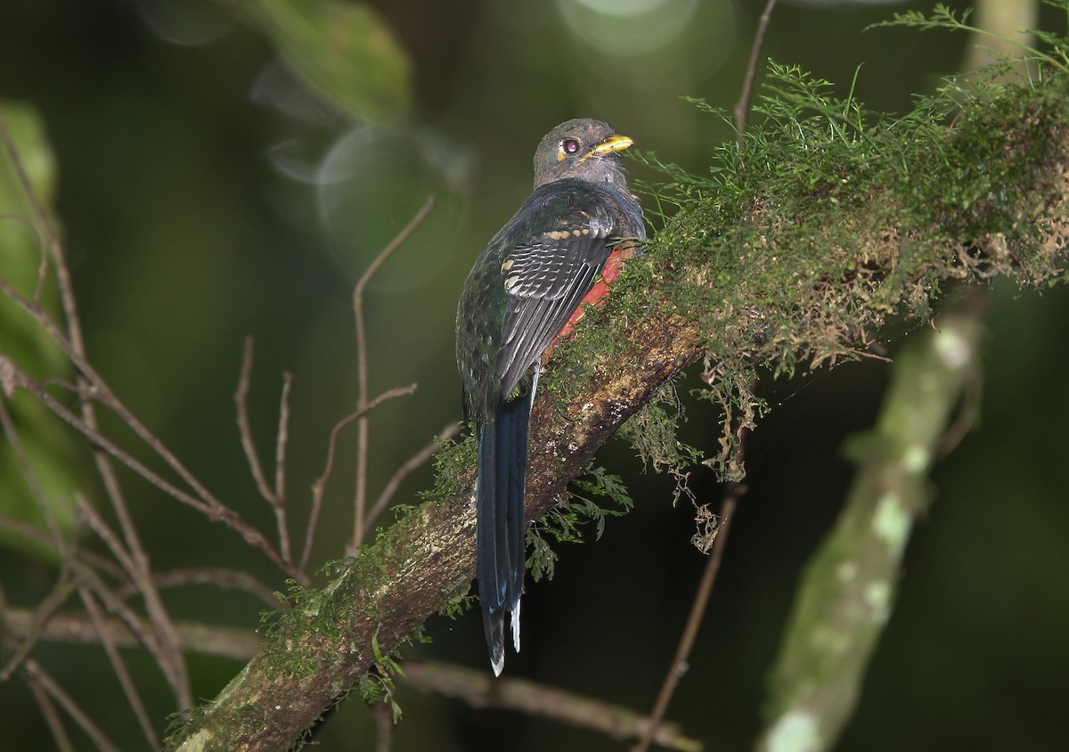 Bar-tailed Trogon - ML527002411