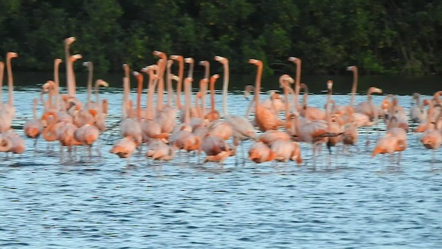 Amerika Flamingosu - ML527003701