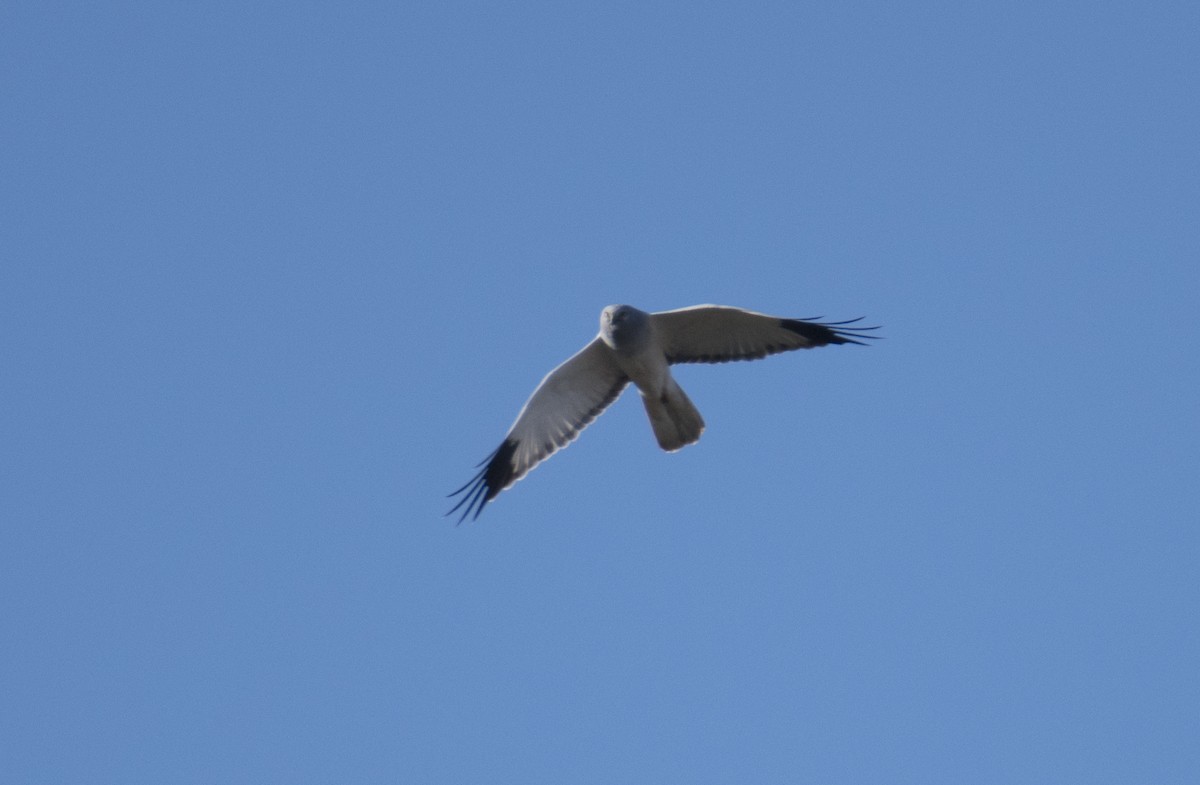 Hen Harrier - ML527003761