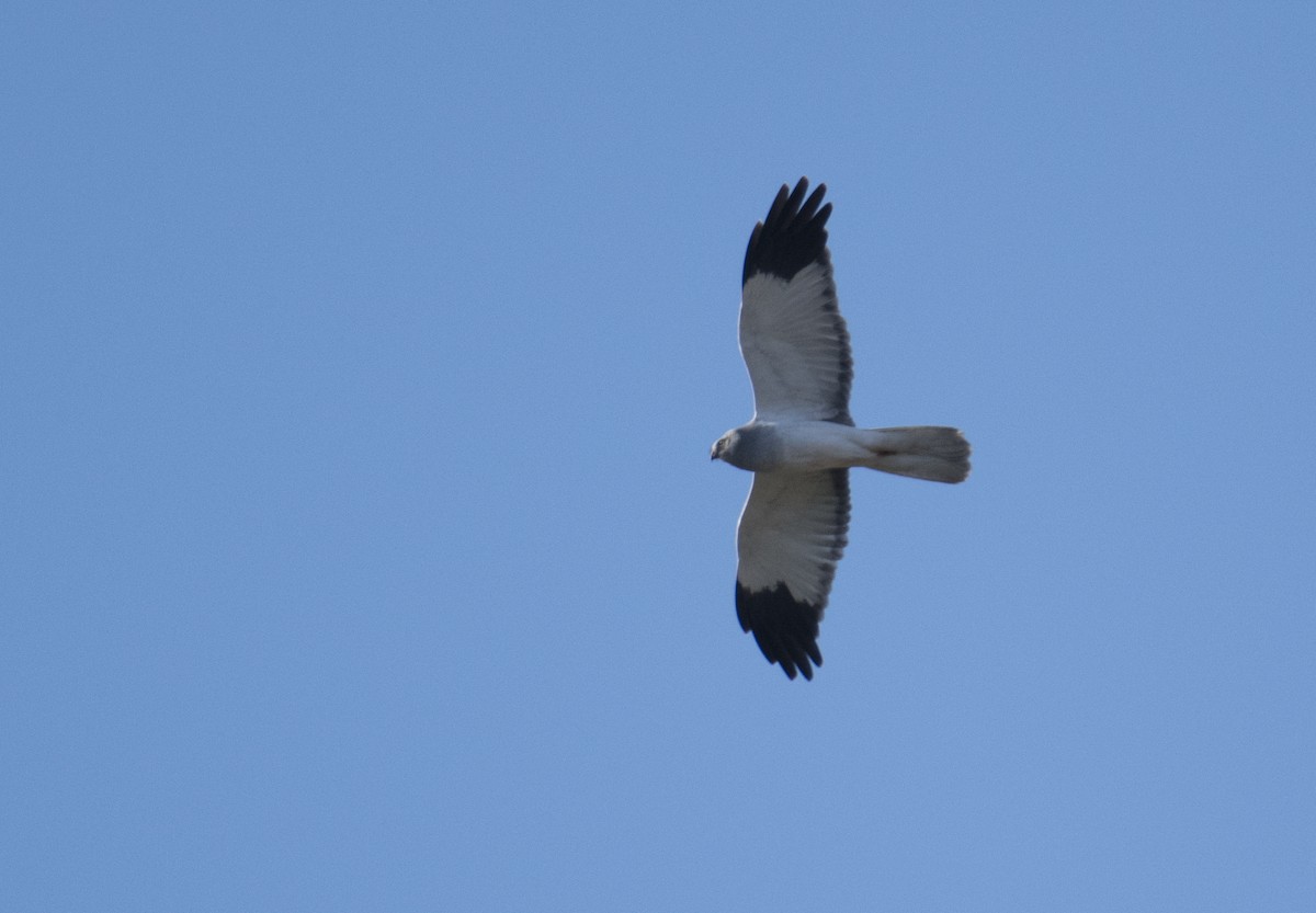 Hen Harrier - ML527003831