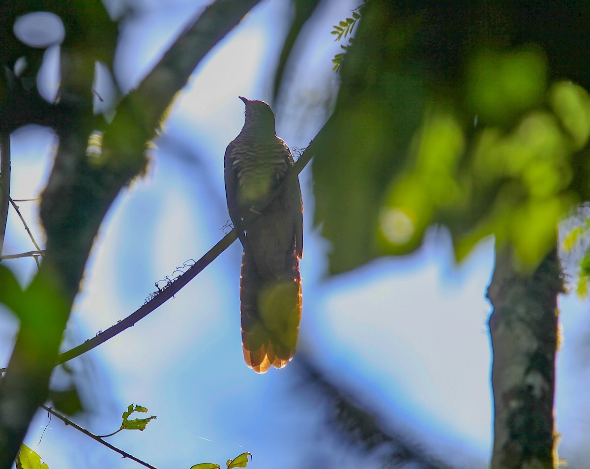 Dusky Long-tailed Cuckoo - ML527004621