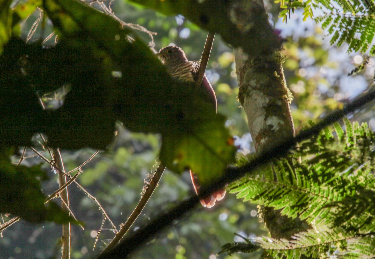 Dusky Long-tailed Cuckoo - ML527004631