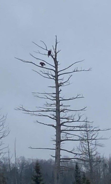 Bald Eagle - Kelly Watts