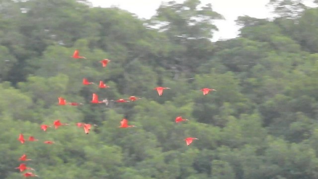 Scarlet Ibis - ML527005541