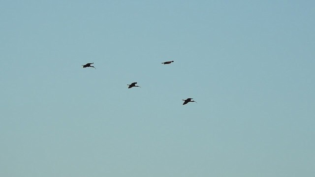 ibis rudý - ML527005601