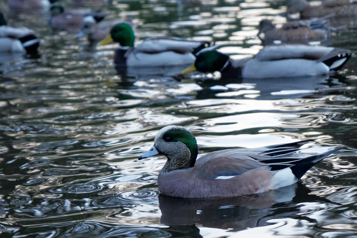 American Wigeon - ML527005611