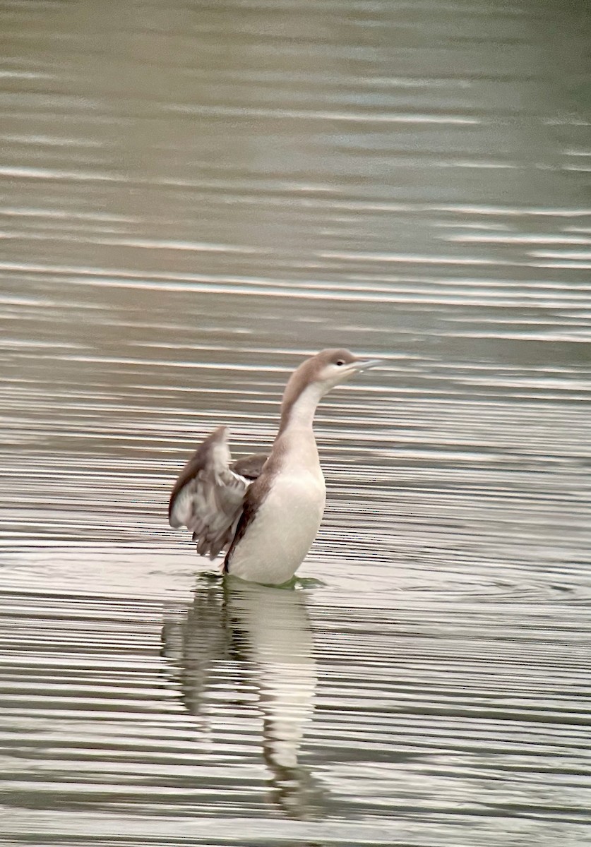 Arctic Loon - ML527005801