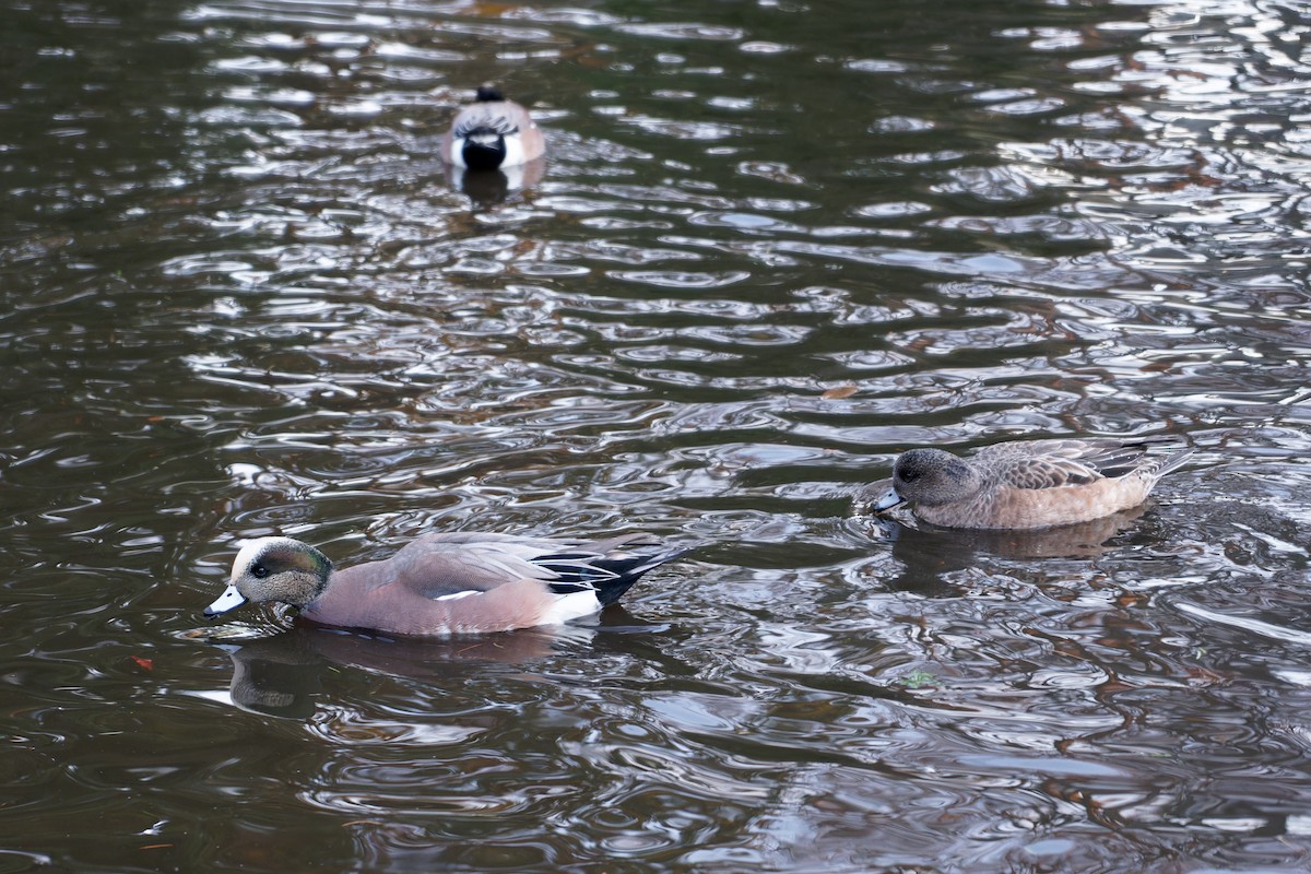 American Wigeon - ML527006191