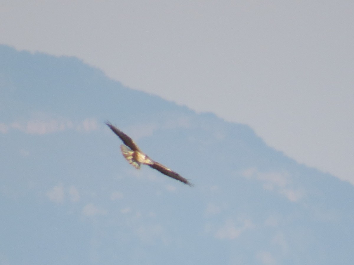 Long-legged Buzzard - ML527006201