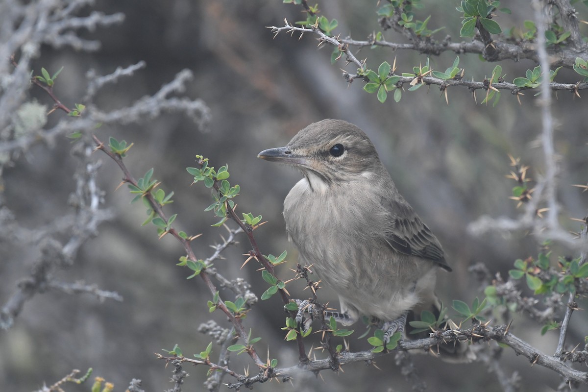 Gray-bellied Shrike-Tyrant - ML527006691