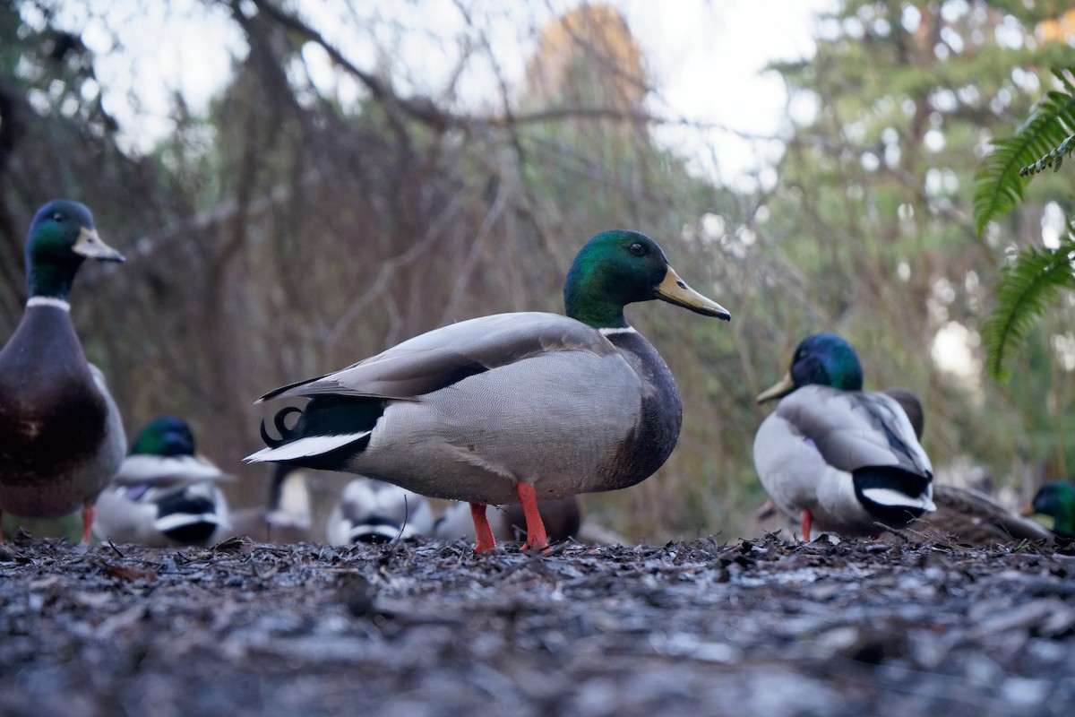 Canard colvert - ML527007341