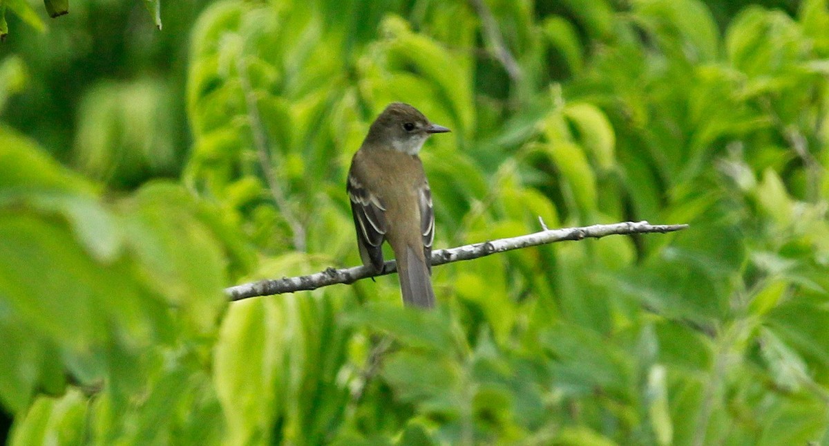 Willow Flycatcher - ML52700921