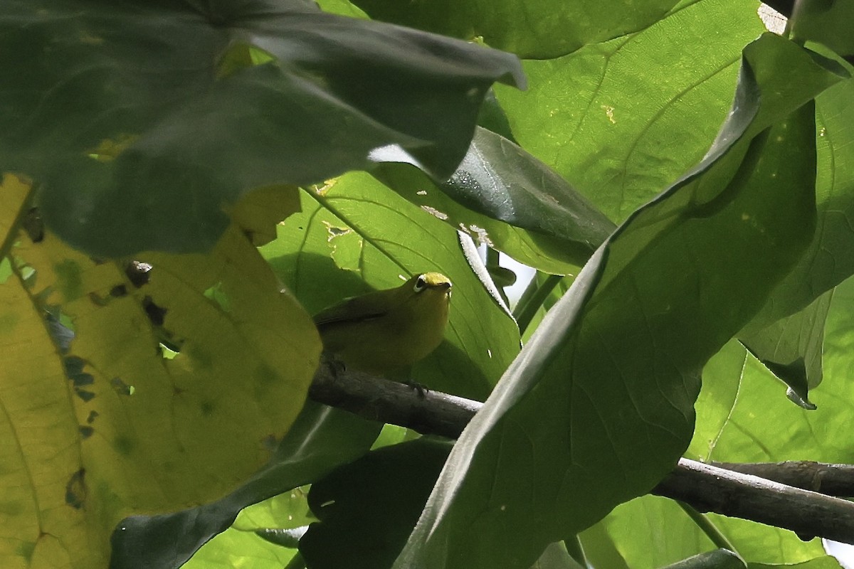 Yellow-fronted White-eye - Mike Sylvia