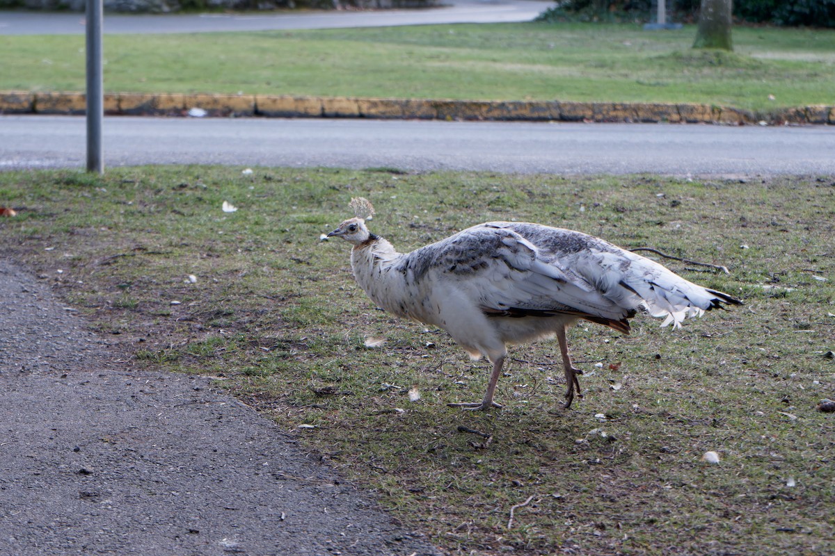 Indian Peafowl - ML527010381