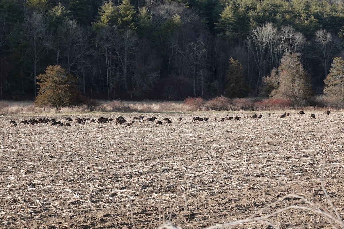 Wild Turkey - ML527010991