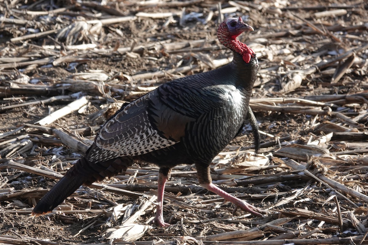 Wild Turkey - ML527011321