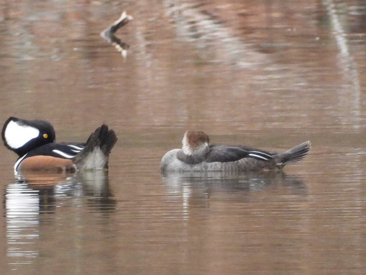 Hooded Merganser - ML527011441