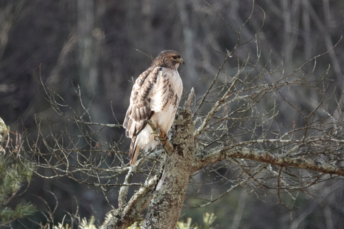 Red-tailed Hawk - ML527011601