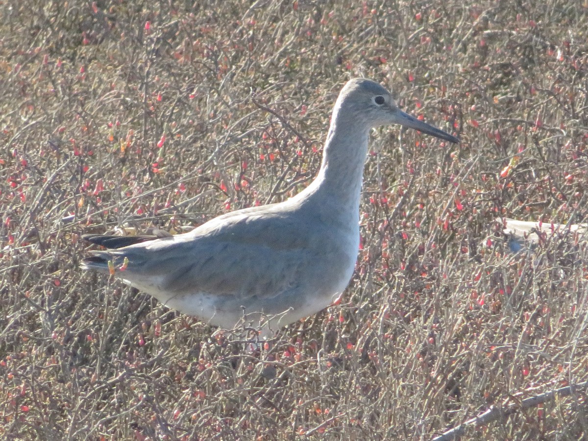 Willet - ML527011971