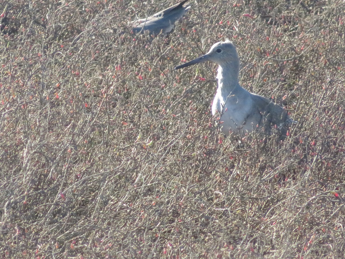 Willet - ML527012211