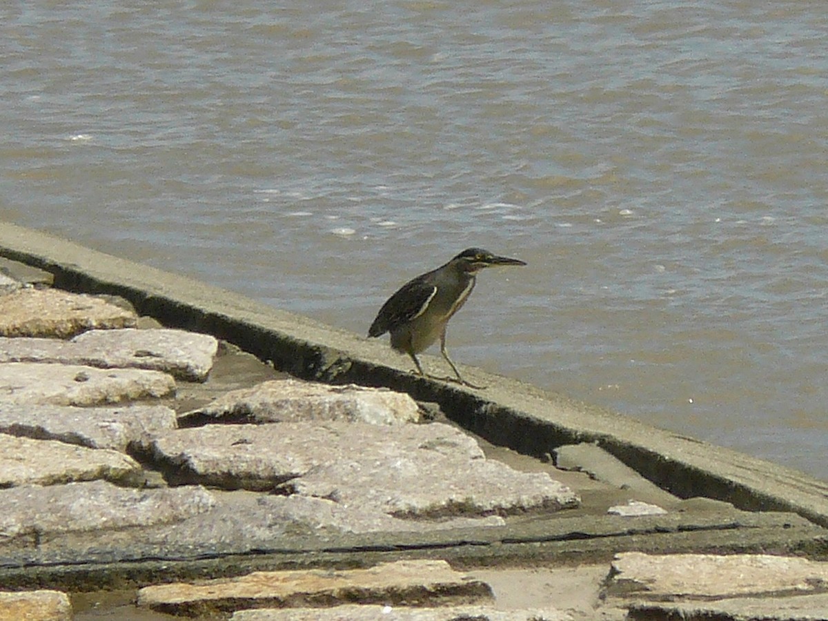 Striated Heron - ML527013881