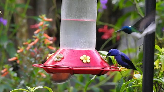 Rufous-breasted Hermit - ML527015131