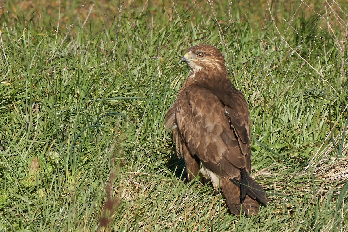 Common Buzzard - ML527016111