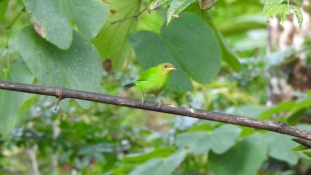 Green Honeycreeper - ML527016211