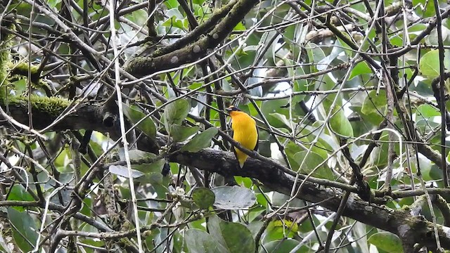 Violaceous Euphonia - ML527017451