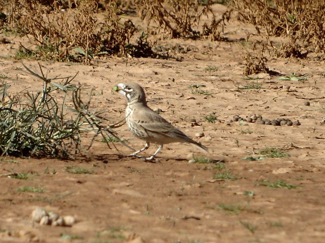 Thick-billed Lark - ML527017641