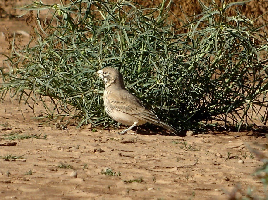 Thick-billed Lark - ML527017651