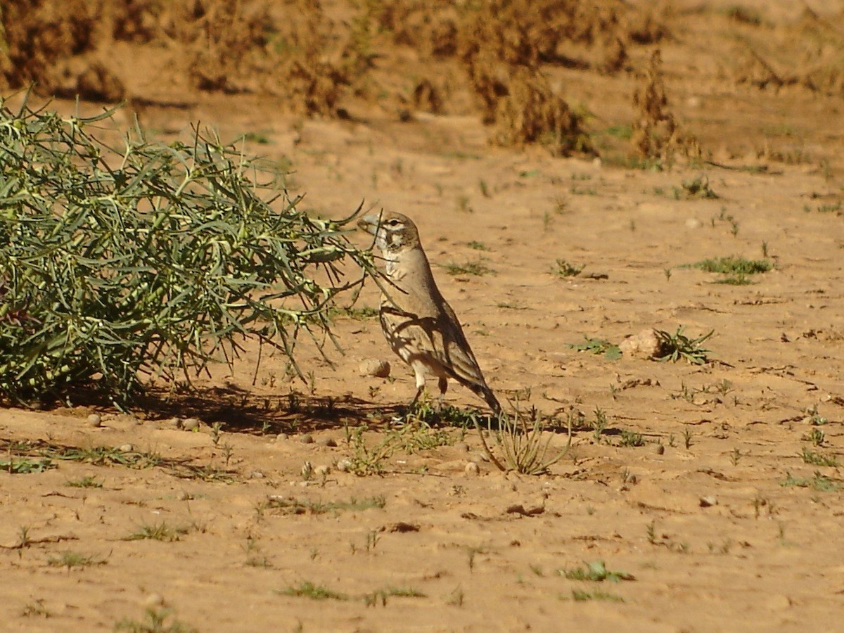 Thick-billed Lark - ML527017671