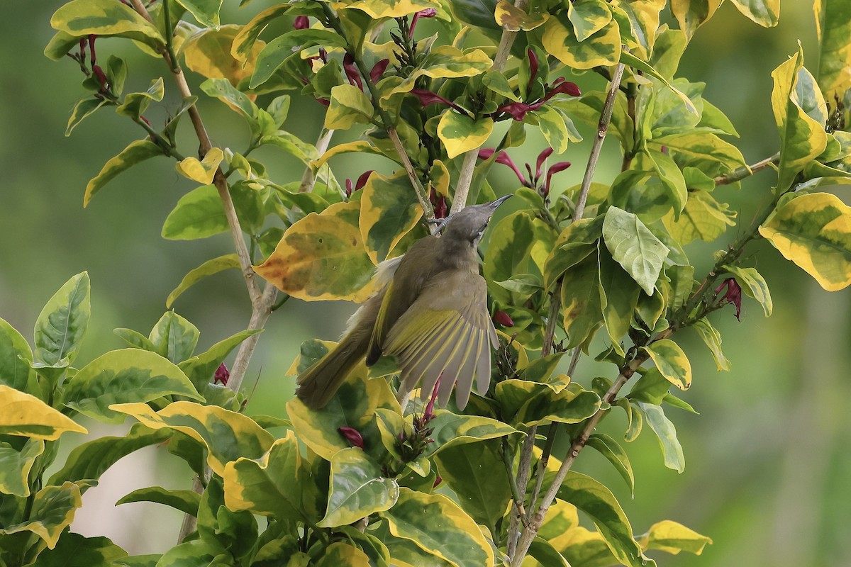 Dark-brown Honeyeater - Mike Sylvia