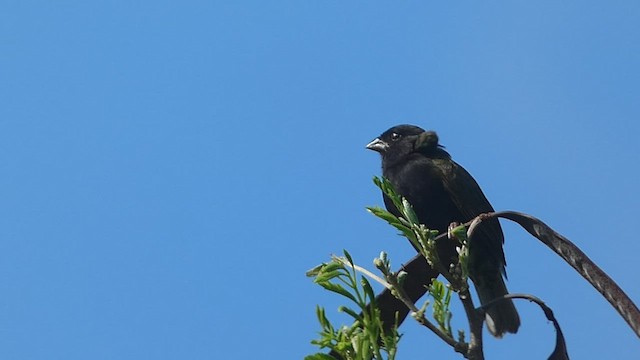 Black-faced Grassquit - ML527019511