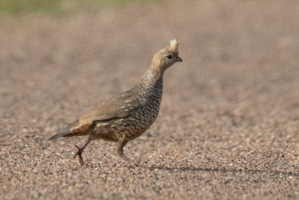 Scaled Quail - ML527019631