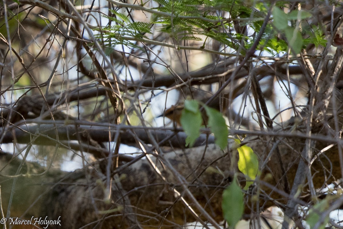 Buff-banded Bushbird - ML527019801