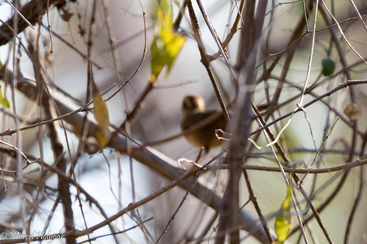 Buff-banded Bushbird - ML527019811