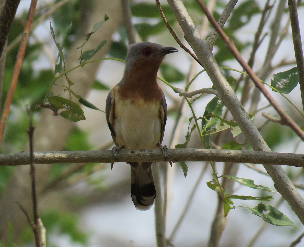 Dwarf Cuckoo - Colin Dillingham